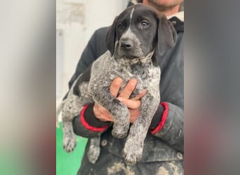 Salix, geb. ca. 11/2025, lebt in GRIECHENLAND, auf einer privaten Pflegestelle