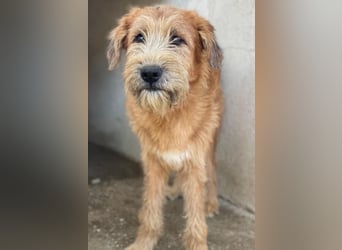 Elkoro, geb. ca. 04/2025, lebt in GRIECHENLAND, auf einer privaten Pflegestelle