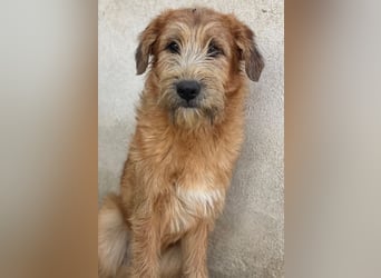 Elkoro, geb. ca. 04/2025, lebt in GRIECHENLAND, auf einer privaten Pflegestelle