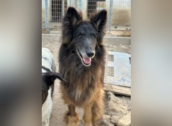 Snorre, geb. ca. 11/2017, lebt in GRIECHENLAND, im städt. Tierheim Serres