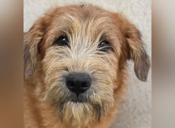 Elkoro, geb. ca. 04/2025, lebt in GRIECHENLAND, auf einer privaten Pflegestelle