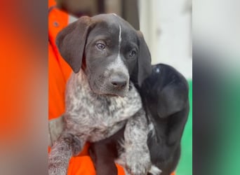 Salix, geb. ca. 11/2025, lebt in GRIECHENLAND, auf einer privaten Pflegestelle