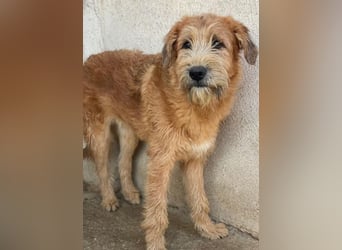 Elkoro, geb. ca. 04/2025, lebt in GRIECHENLAND, auf einer privaten Pflegestelle