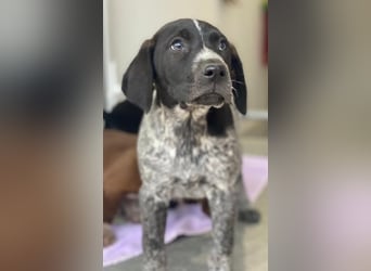 Salix, geb. ca. 11/2025, lebt in GRIECHENLAND, auf einer privaten Pflegestelle