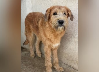 Elkoro, geb. ca. 04/2025, lebt in GRIECHENLAND, auf einer privaten Pflegestelle