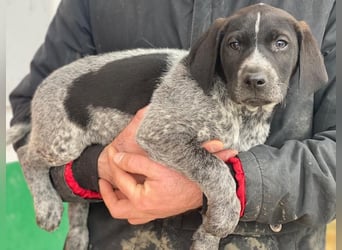 Salix, geb. ca. 11/2025, lebt in GRIECHENLAND, auf einer privaten Pflegestelle