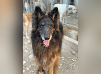 Snorre, geb. ca. 11/2017, lebt in GRIECHENLAND, im städt. Tierheim Serres