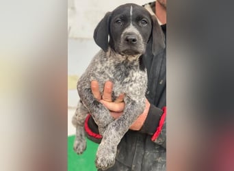 Salix, geb. ca. 11/2025, lebt in GRIECHENLAND, auf einer privaten Pflegestelle