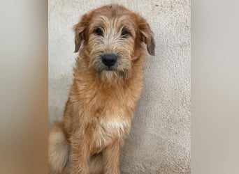 Elkoro, geb. ca. 04/2025, lebt in GRIECHENLAND, auf einer privaten Pflegestelle