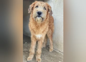 Elkoro, geb. ca. 04/2025, lebt in GRIECHENLAND, auf einer privaten Pflegestelle