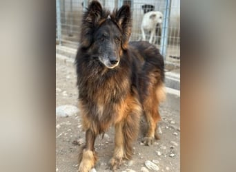Snorre, geb. ca. 11/2017, lebt in GRIECHENLAND, im städt. Tierheim Serres