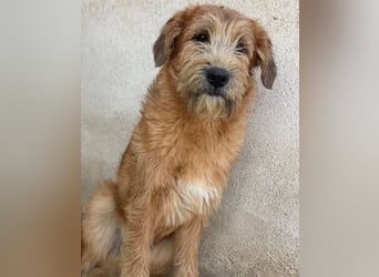 Elkoro, geb. ca. 04/2025, lebt in GRIECHENLAND, auf einer privaten Pflegestelle