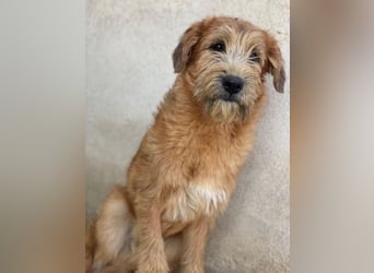 Elkoro, geb. ca. 04/2025, lebt in GRIECHENLAND, auf einer privaten Pflegestelle