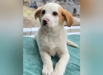 Haku, geb. ca. 08/2025, lebt in GRIECHENLAND, auf einer privaten Pflegestelle