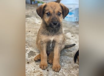 Tadashi, geb. ca. 02/2026, lebt in GRIECHENLAND, im städt. Tierheim Serres