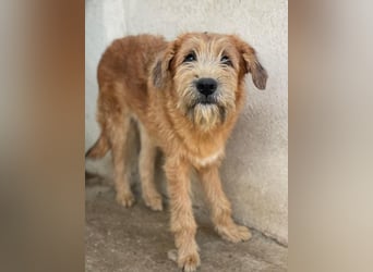 Elkoro, geb. ca. 04/2025, lebt in GRIECHENLAND, auf einer privaten Pflegestelle