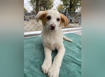 Haku, geb. ca. 08/2025, lebt in GRIECHENLAND, auf einer privaten Pflegestelle