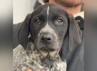 Salix, geb. ca. 11/2025, lebt in GRIECHENLAND, auf einer privaten Pflegestelle