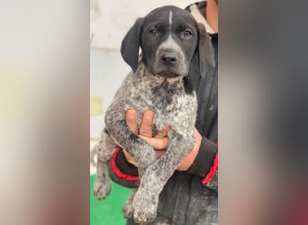 Salix, geb. ca. 11/2025, lebt in GRIECHENLAND, auf einer privaten Pflegestelle