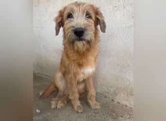 Elkoro, geb. ca. 04/2025, lebt in GRIECHENLAND, auf einer privaten Pflegestelle