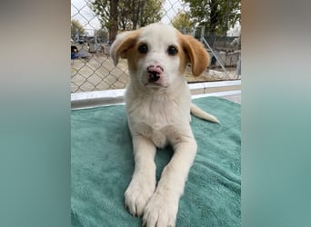 Haku, geb. ca. 08/2025, lebt in GRIECHENLAND, auf einer privaten Pflegestelle