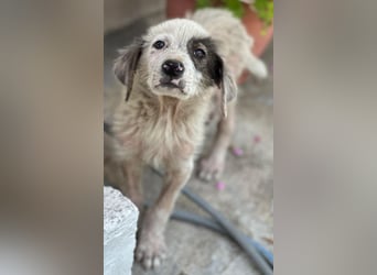 Jari, geb. ca. 05/2026, lebt in GRIECHENLAND, im städt. Tierheim Serres