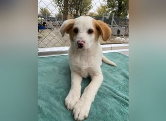 Haku, geb. ca. 08/2025, lebt in GRIECHENLAND, auf einer privaten Pflegestelle