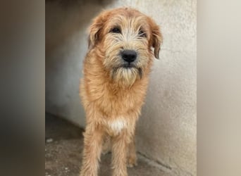 Elkoro, geb. ca. 04/2025, lebt in GRIECHENLAND, auf einer privaten Pflegestelle