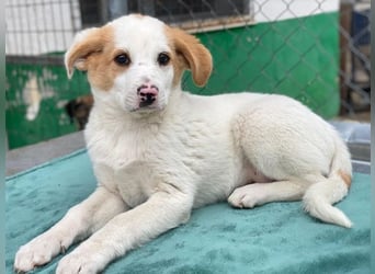 Haku, geb. ca. 08/2025, lebt in GRIECHENLAND, auf einer privaten Pflegestelle