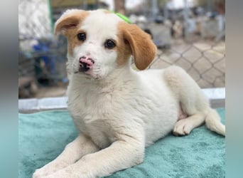 Haku, geb. ca. 08/2025, lebt in GRIECHENLAND, auf einer privaten Pflegestelle