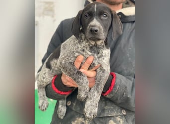 Salix, geb. ca. 11/2025, lebt in GRIECHENLAND, auf einer privaten Pflegestelle