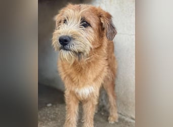 Elkoro, geb. ca. 04/2025, lebt in GRIECHENLAND, auf einer privaten Pflegestelle