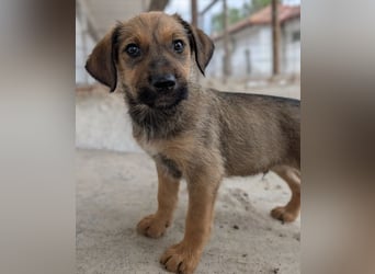 Tadashi, geb. ca. 02/2026, lebt in GRIECHENLAND, im städt. Tierheim Serres