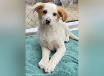 Haku, geb. ca. 08/2025, lebt in GRIECHENLAND, auf einer privaten Pflegestelle