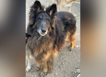 Snorre, geb. ca. 11/2017, lebt in GRIECHENLAND, im städt. Tierheim Serres