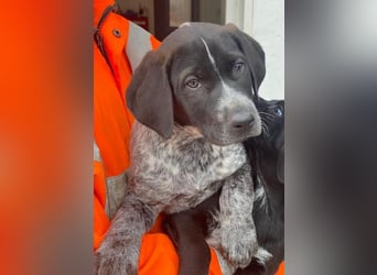 Salix, geb. ca. 11/2025, lebt in GRIECHENLAND, auf einer privaten Pflegestelle