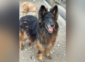 Snorre, geb. ca. 11/2017, lebt in GRIECHENLAND, im städt. Tierheim Serres