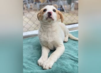 Haku, geb. ca. 08/2025, lebt in GRIECHENLAND, auf einer privaten Pflegestelle