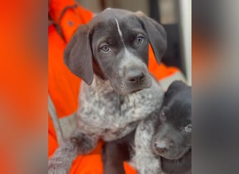 Salix, geb. ca. 11/2025, lebt in GRIECHENLAND, auf einer privaten Pflegestelle