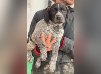 Salix, geb. ca. 11/2025, lebt in GRIECHENLAND, auf einer privaten Pflegestelle