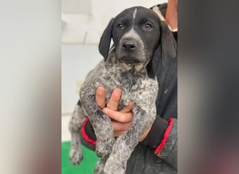 Salix, geb. ca. 11/2025, lebt in GRIECHENLAND, auf einer privaten Pflegestelle