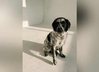 Verschmuster Janko sucht seine Familie