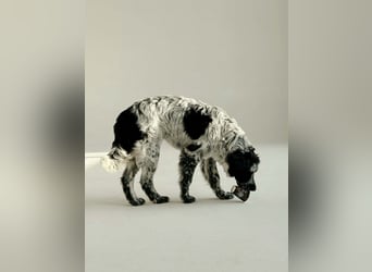 Verschmuster Janko sucht seine Familie