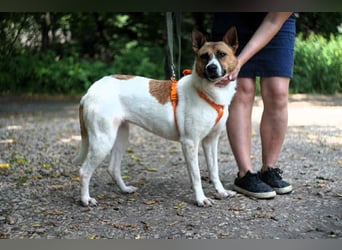 Verschmuste Jenny sucht ihre Menschen