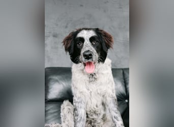 Verschmuster Janko sucht seine Familie