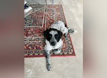 Verschmuster Janko sucht seine Familie