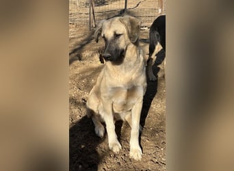 Bangladesh, geb. ca. 01/2024, lebt in GRIECHENLAND, auf einer privaten Pflegestelle