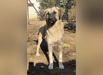 Bangladesh, geb. ca. 01/2024, lebt in GRIECHENLAND, auf einer privaten Pflegestelle