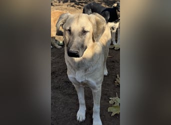 Bangladesh, geb. ca. 01/2024, lebt in GRIECHENLAND, auf einer privaten Pflegestelle