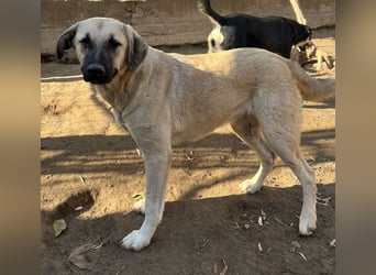 Bangladesh, geb. ca. 01/2024, lebt in GRIECHENLAND, auf einer privaten Pflegestelle